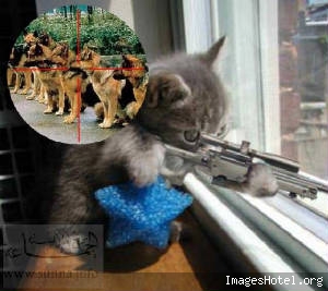 catsniper.jpg